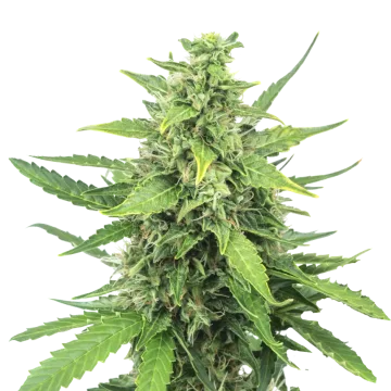 Cinderella 99 cannabis plant
