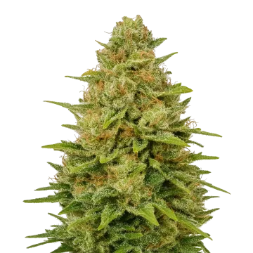 Colombian Gold Auto cannabis plant