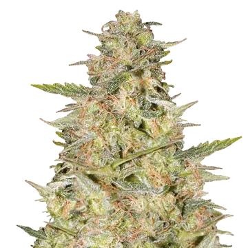 Colombian Gold cannabis plant