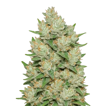 Cookies and Cream Auto cannabis plant