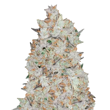 Cookies and Cream cannabis plant