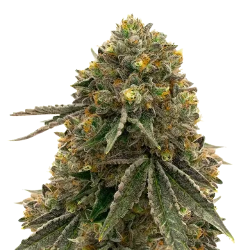 Critical 47 cannabis plant