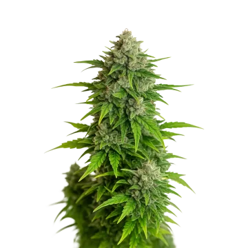 Critical Auto cannabis plant
