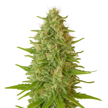 Critical Jack Auto cannabis plant