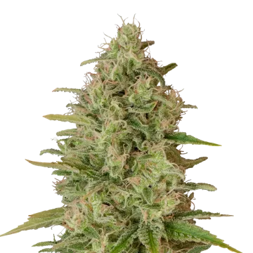 Critical Jack