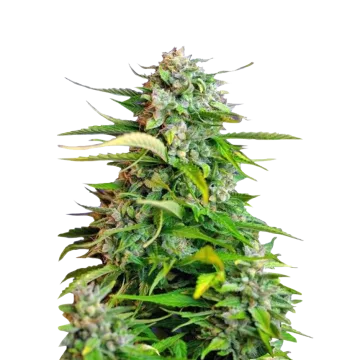 Critical