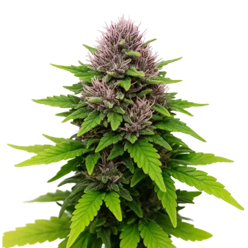 Critical Purple Auto