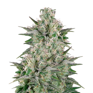 Critical White cannabis plant
