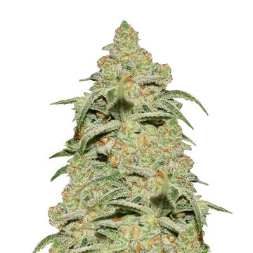 Crystal cannabis plant