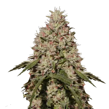 Death Star cannabis plant