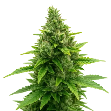 Diesel Auto cannabis plant