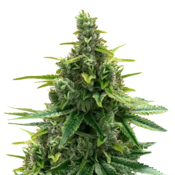 Diesel cannabis plant