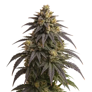 Do-si-Dos Auto