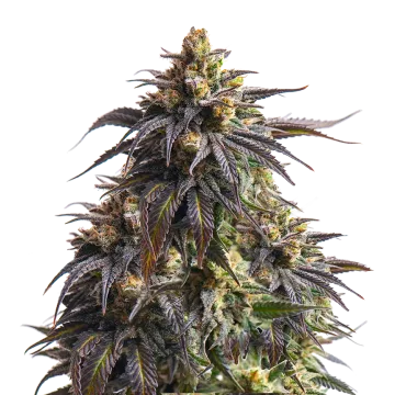 Do-si-Dos cannabis plant
