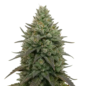 Donny Burger cannabis plant