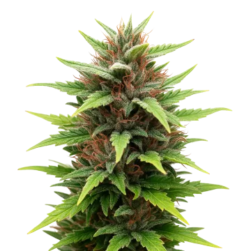 Durban Poison Auto
