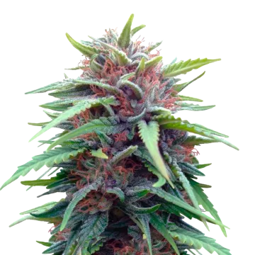 Durban Poison cannabis plant