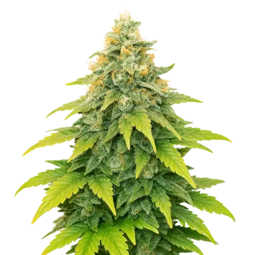 Fat Bastard Auto cannabis plant