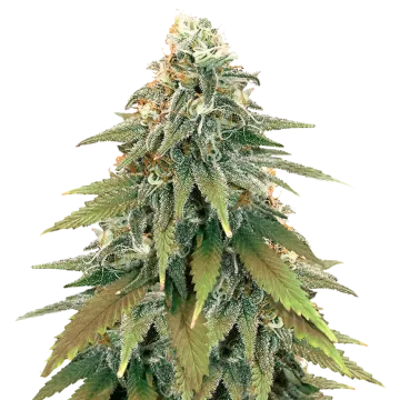 Fat Bastard cannabis plant