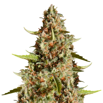 Fire OG cannabis plant