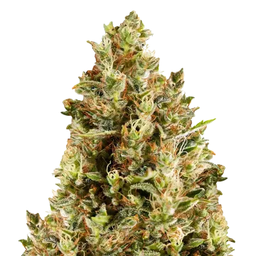 Forbidden Fruit cannabis plant