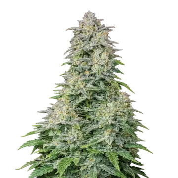 Forbidden Runtz Auto cannabis plant