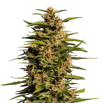 Fruity Pebbles cannabis plant