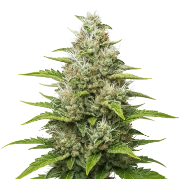 Future #1 Auto cannabis plant