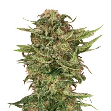 G13 cannabis plant