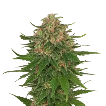 G13 Auto