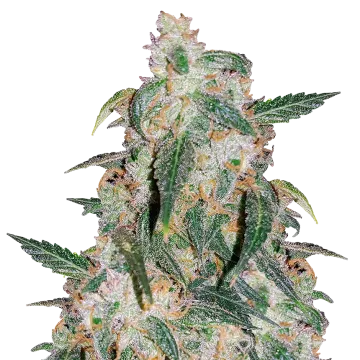 Gary Payton cannabis plant