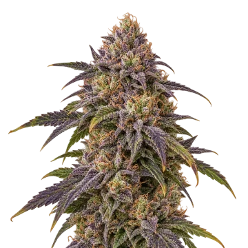 Granddaddy Purple x Bruce Banner