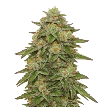 Gelato Auto cannabis plant