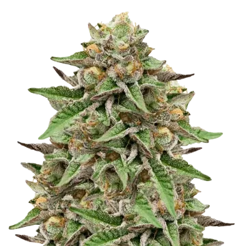 Gelato