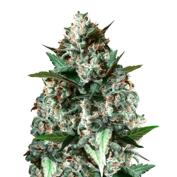 Gelonade cannabis plant