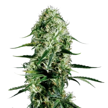 Ghost Train Haze cannabis plant