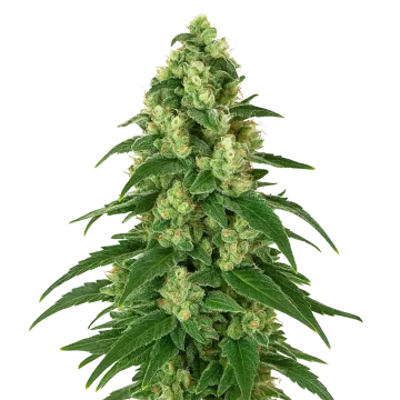 Girl Scout Cookies Auto cannabis plant