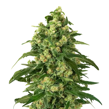 Girl Scout Cookies cannabis plant