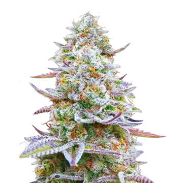 Glitter Bomb
