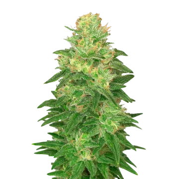 Glookies Auto cannabis plant