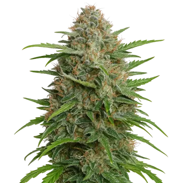 GMO Cookies Auto cannabis plant