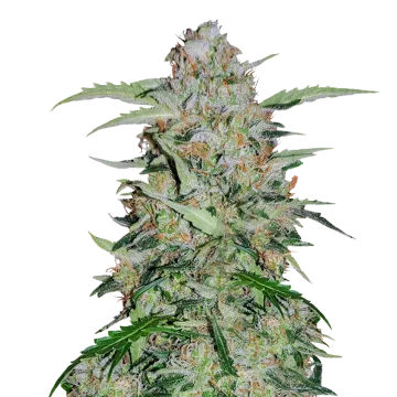 GMO Cookies cannabis plant