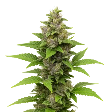 Godfather OG Auto cannabis plant