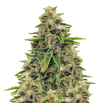 Godfather OG cannabis plant