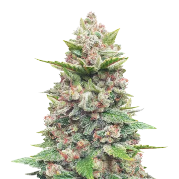 God's Gift cannabis plant