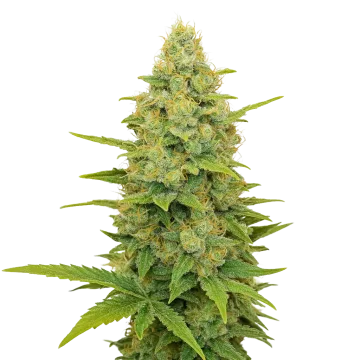 Gold Leaf Auto