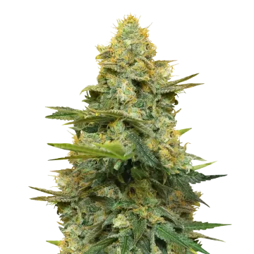 Gold Leaf cannabis plant