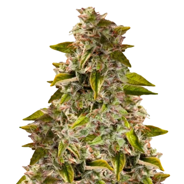 Golden Goat