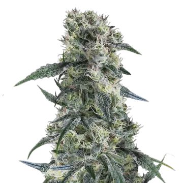 Gorilla Cookies