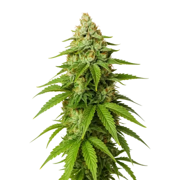 Gorilla Glue Auto